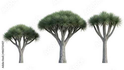 Dracaena Draco Trees Isolated on White, Dragon Tree, Arboreal, Evergreen