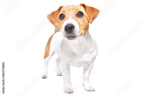 Curious adorable Jack Russell Terrier puppy standing isolated on white background
