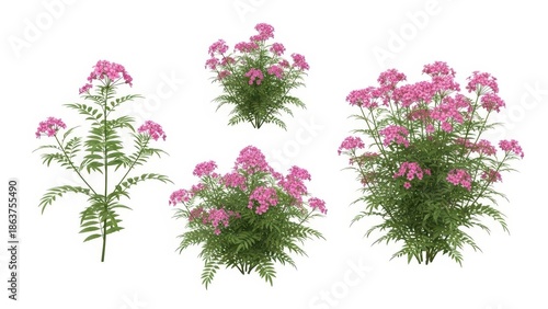 Pink Yarrow Plants Isolated on White, Achillea Millefolium, Flower Garden