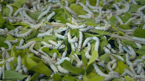 桑の葉を食べる蚕の幼虫
愛知県豊田市稲武地区
