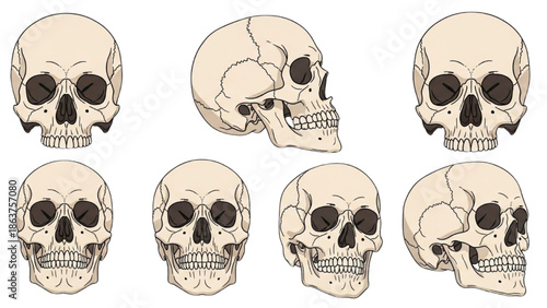 Collection of human skulls illustrated from various angles on a white background