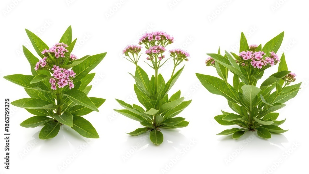 Obraz premium Valerian Flowers Pink Blooms of Valeriana Officinalis, Isolated on White Background