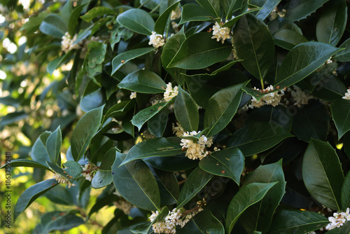 White Sweet osmanthus flowers on bush in the garden. Osmanthus fragrant in bloom on summer