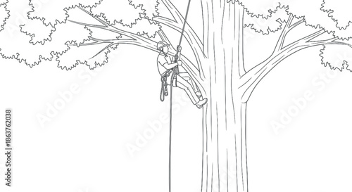 Tree climber in harness ascending a tall tree