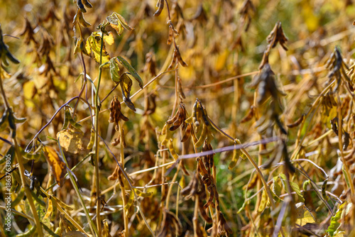 Illustration of soybeans suffering from water deficiency effects, Depiction emphasizing yellowed foliage and drooping stems due to drought conditions in soybeans