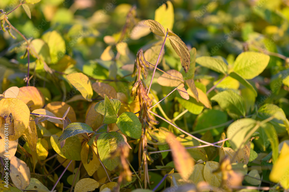 Obraz premium Soybean harvest view, Dewcovered mature soy pods, Inspecting ripened soybean stalks in morning dew, Field examination of mature soybean pods in early morning moisture