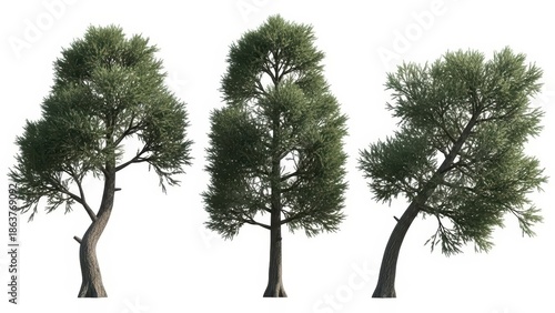 Set of 3 Green Trees Isolated, Trees for Architecture, Rendered, White Background