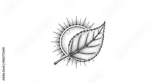 Vintage leaf illustration with sunburst