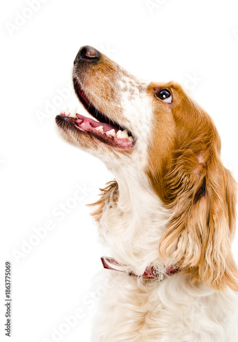 Portrait Russian spaniel dog, looking up, closeup, isolated on white background