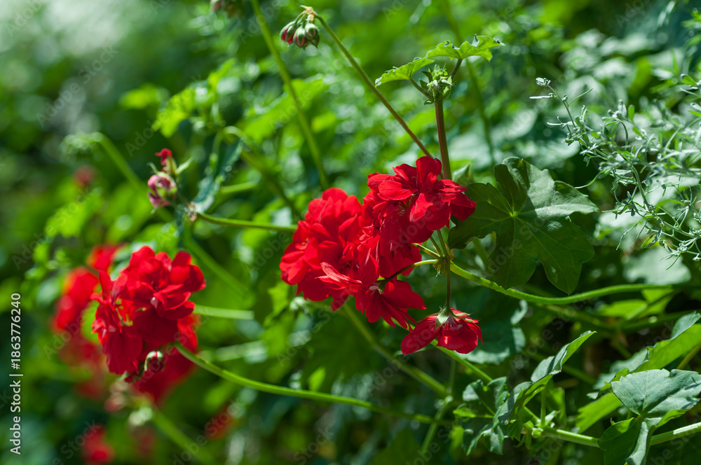 Obraz premium Red pelargonium flowers blooming on trailing stems among green foliage, outdoor garden setting, natural light, horizontal frame for gardening business, landscaping services and ornamental plant trade.