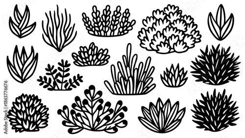 Collection of various succulent plants and cacti illustrations