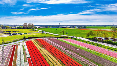 Aerial drone view of tulip flowers fields farm in spring season, bulbfields and tulips blossoming in springtime, traditional dutch agriculture landscape, Lisse, South Holland, the Netherlands