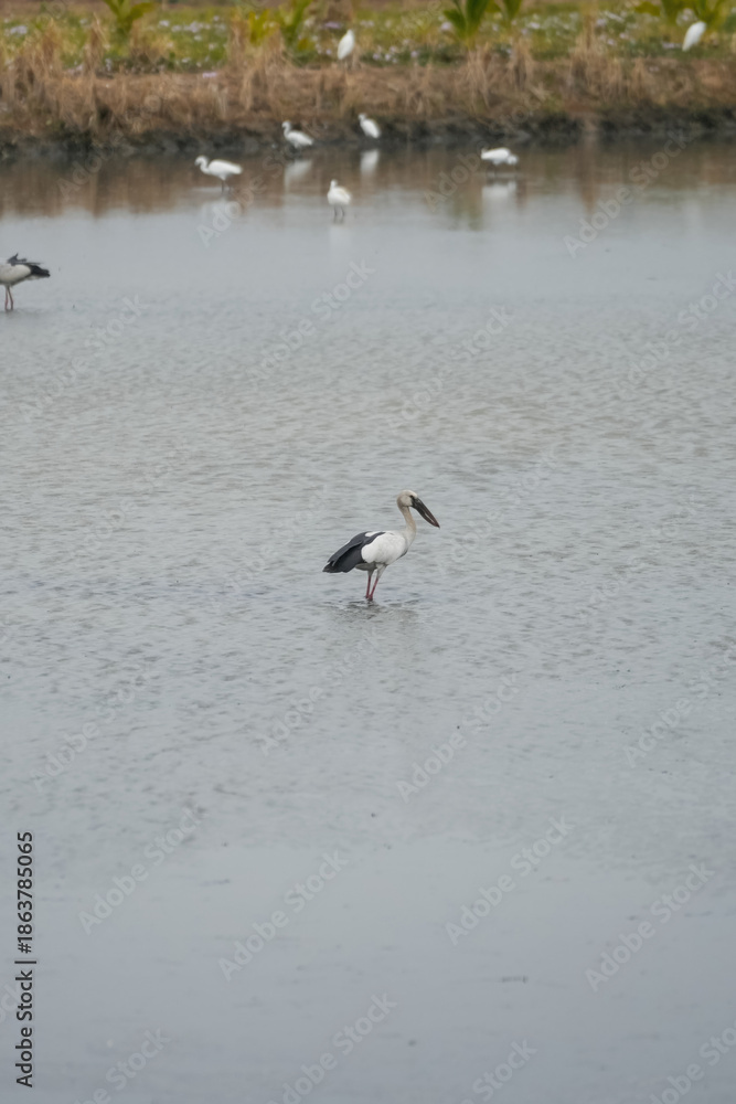 Naklejka premium An asian openbill or ciconiidae bird is staying at water lake, looking to hunting some fish in the water. Animal living in nature scene.