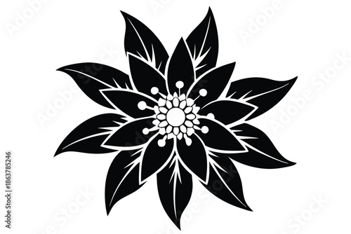 edelweiss silhouette line art vector illustration