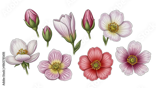 Pink and White Flowers Isolated on White Background