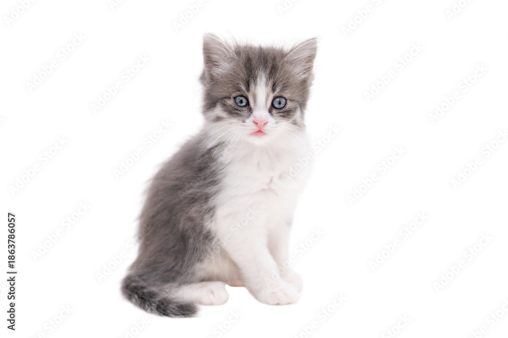 Fototapeta premium Cute little kitten on light background