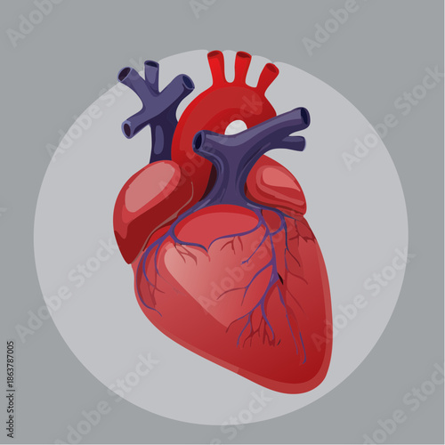 Anatomical illustration of a human heart, showing its detailed structure and vital components, symbolizing health and life