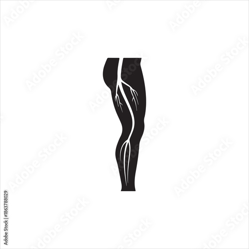  Silhouette leg anatomy showing veins and arteries vector illustration