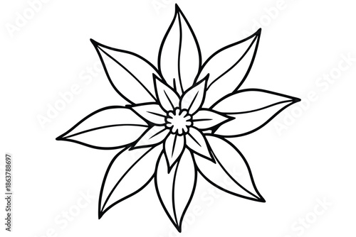 edelweiss silhouette line art vector illustration