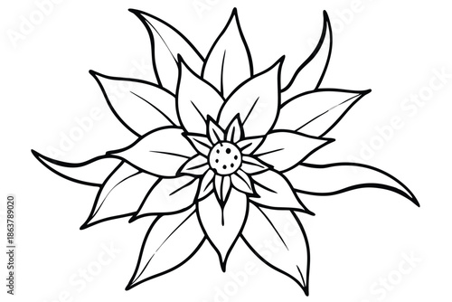 edelweiss silhouette line art vector illustration