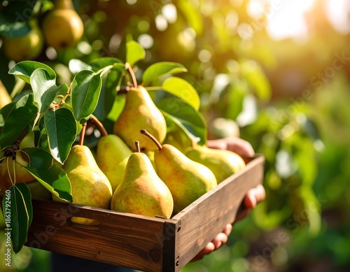 A person holds a wooden crate overflowing with ripe, golden pears, harvested from a lush, sunlit tree. Close-up shows the fruit