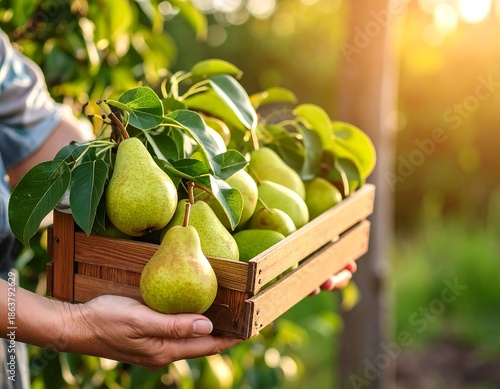 A person holds a wooden crate brimming with freshly picked pears. The fruit is still attached to branches with green leaves, with golden sunlight