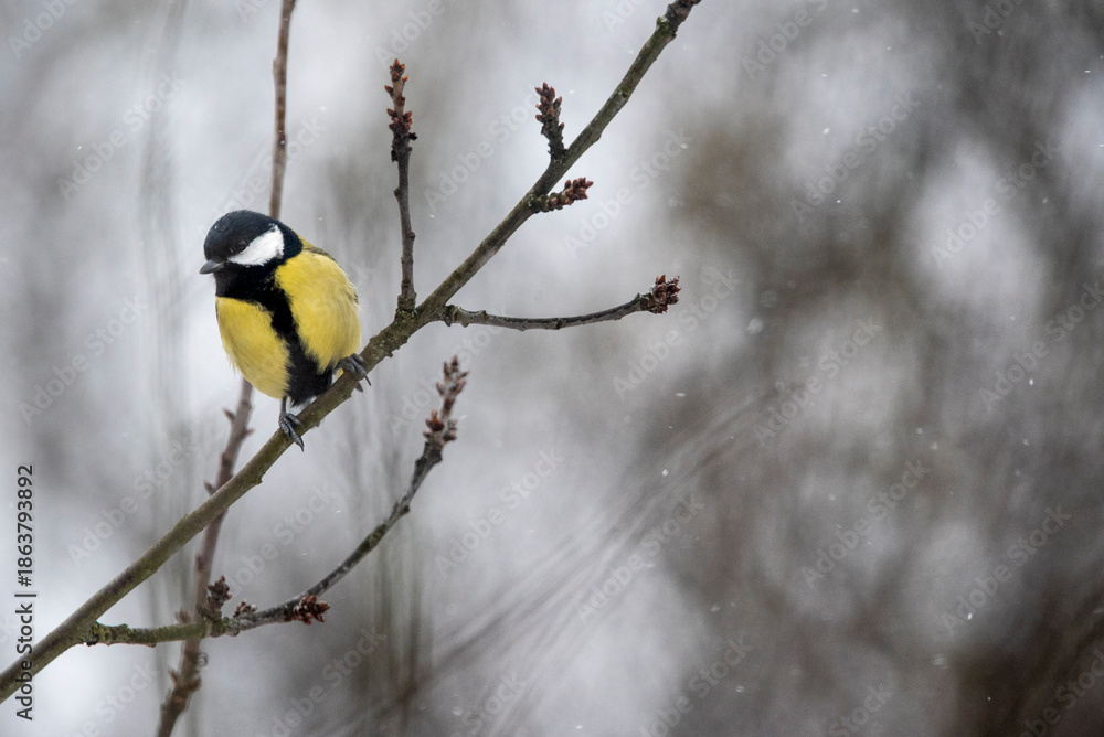 Fototapeta premium The great tit (Parus major)
