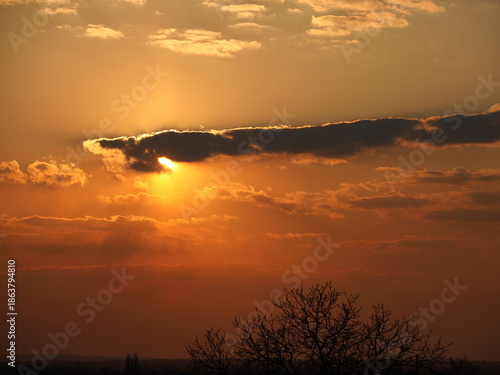 Dark silhouette of trees and cousins against the background of an orange sunset. Evening nature folds to a romantic mood. Warm colors. The region of the temperate climate of the European continent