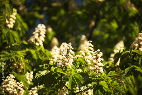 Blooming horse chestnut flowers. White flowering in bunches of park tree in the city. Partition. Natural medicine. The manufacture of drugs. Treatment of varicose veins with natural remedies. Blured