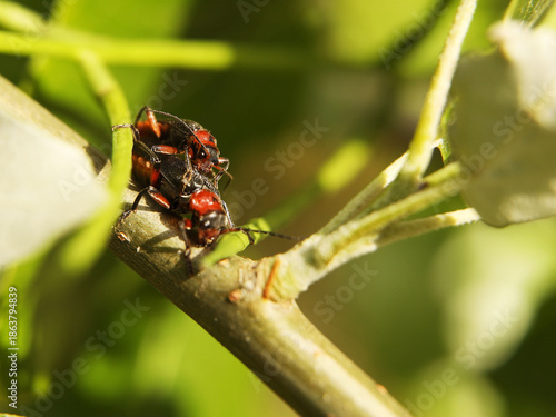 Copulation of beetles of firefighters. Reproduction of insects. Macro with blurry background. Pest control crop. Pollination of plants with flowers. Flora and fauna of the temperate region. Natural