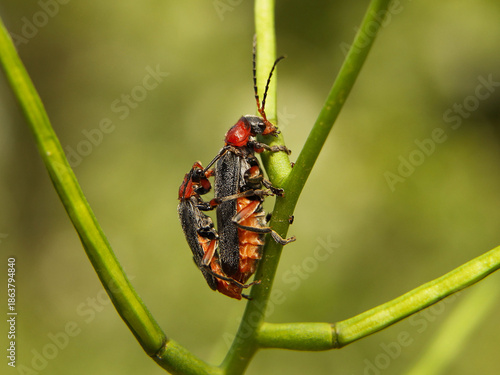 Copulation of beetles of firefighters. Reproduction of insects. Macro with blurry background. Pest control crop. Pollination of plants with flowers. Flora and fauna of the temperate region. Natural