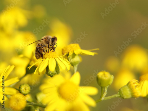 A bee collects nectar from a yellow wildflower. Macro of an insect on a plant with a blurred background. Harvesting. Pollination of plant flowers. Flora and fauna of the temperate region