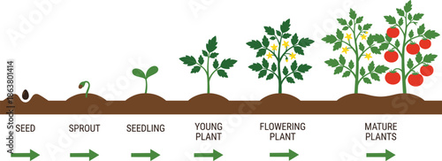 Plant growth stages illustration showing seed sprout seedling young flowering and mature plants life cycle diagram for education gardening