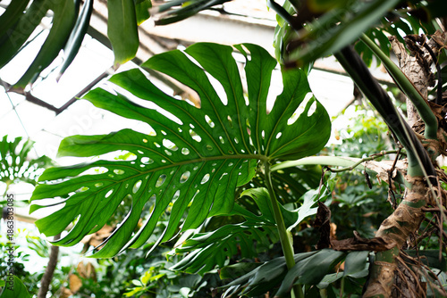 Wallpaper Mural Monstera is a large tropical plant, a vine, a genus of the Araceae family. Wallpaper. Space for text. Torontodigital.ca
