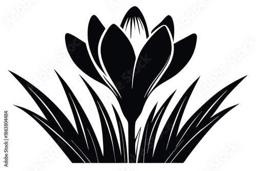 crocus silhouette line art vector illustration