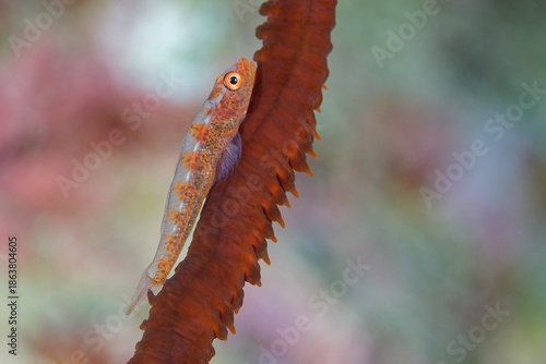 Goby fish
