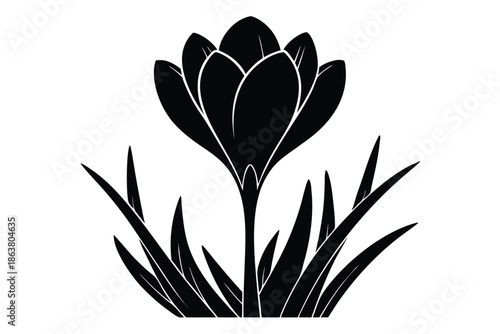 crocus silhouette line art vector illustration