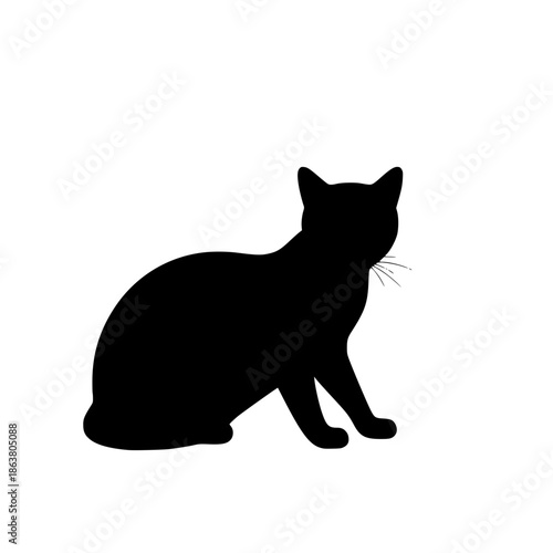 black cat on white background