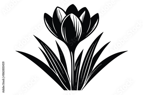 crocus silhouette line art vector illustration