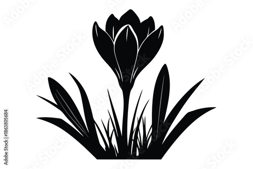 crocus silhouette line art vector illustration
