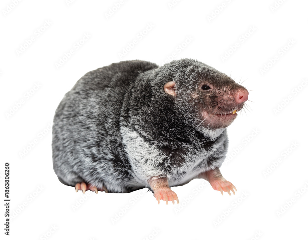 Obraz premium Gray australian marsupial mole? no, a real opossum-like rodent with fluffy fur and pale pink nose standing