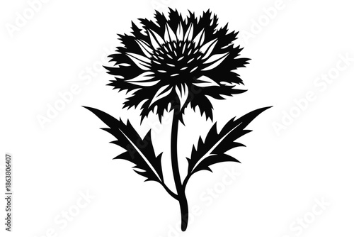 cornflower silhouette line art vector illustration