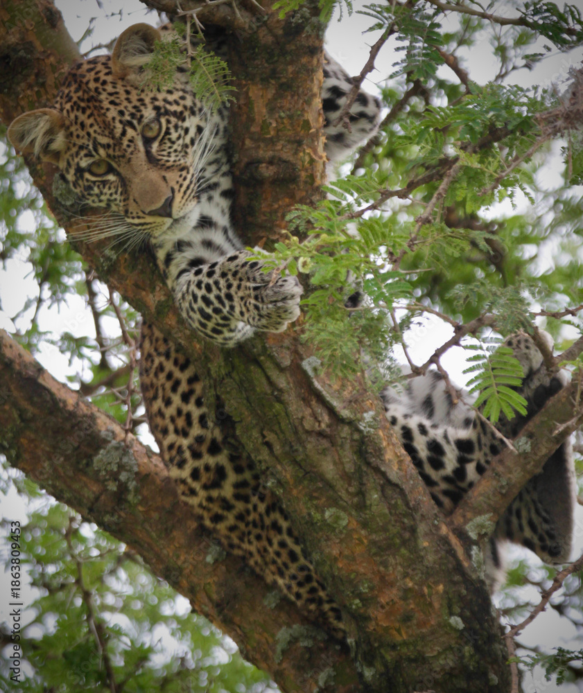 Obraz premium A wild Leopard in Serengeti National Park, Tanzania
