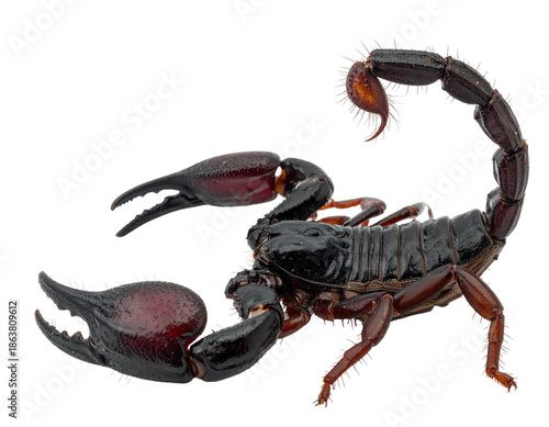 Close-up of a dark scorpion with large pincers and a curved tail against a solid black background