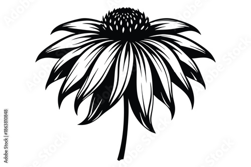 coneflower silhouette line art vector illustration