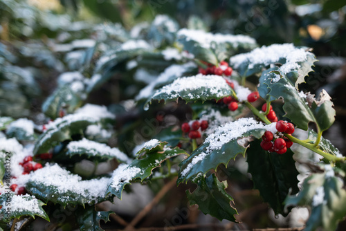 Winter bush with red berries in the snow