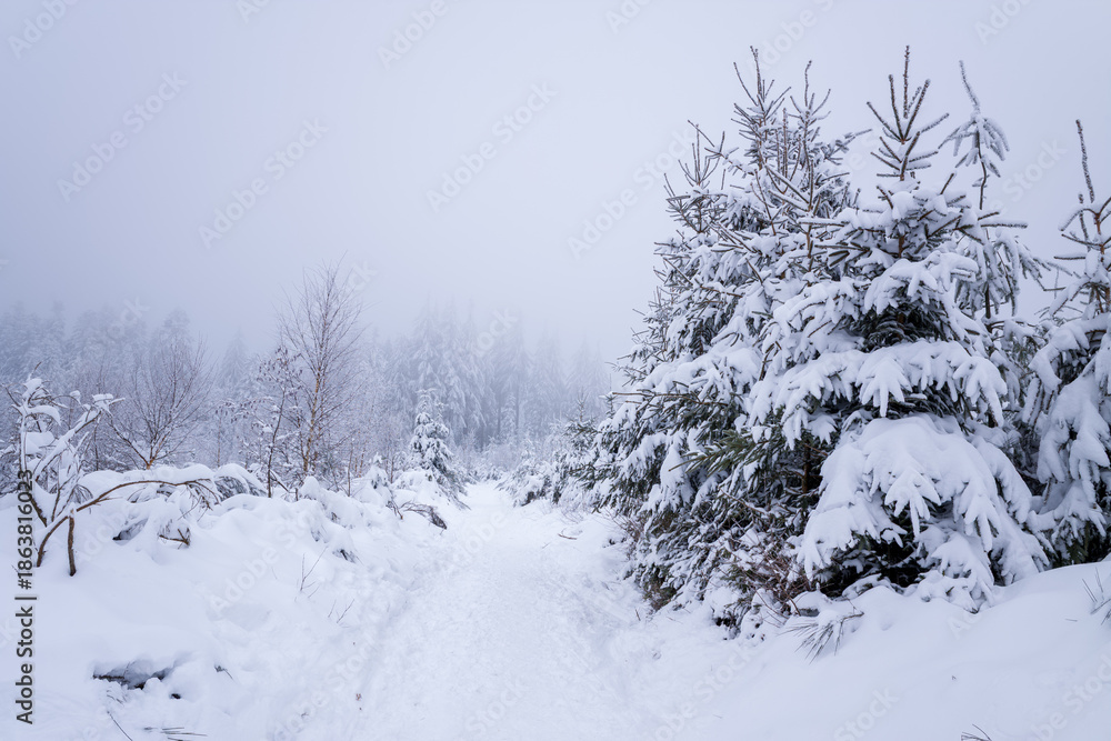 Obraz premium A snow-covered trail winds through frosted fir and birch trees in the Morvan mountains, with dense mist softening the distant woodland and creating a tranquil, wintry mood.