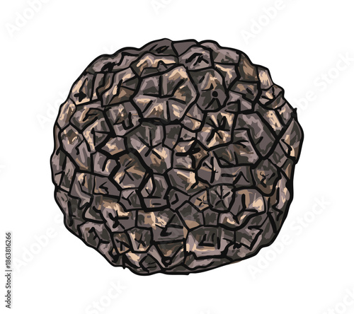 Isolated Vintage Truffle Illustration