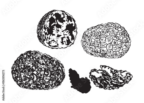 Various Vintage Whole and Sliced Truffles Illustration