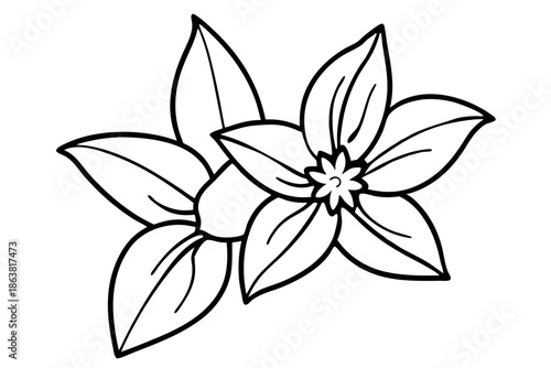 forsythia flower silhouette line art vector illustration